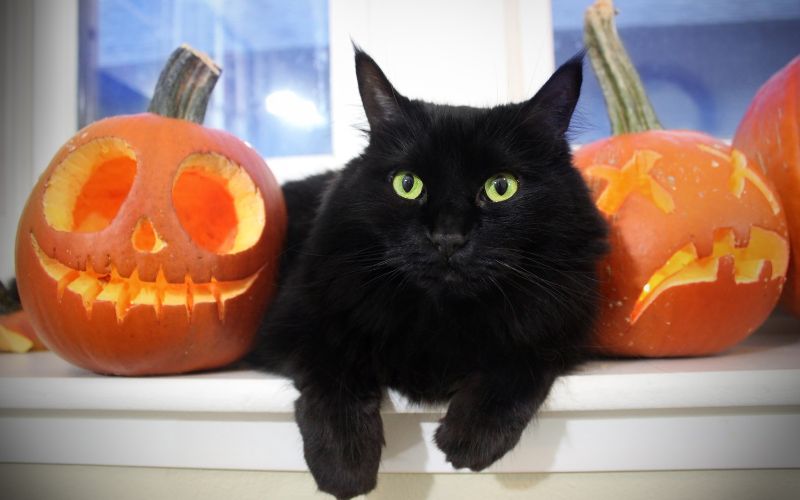 halloween fekete macska